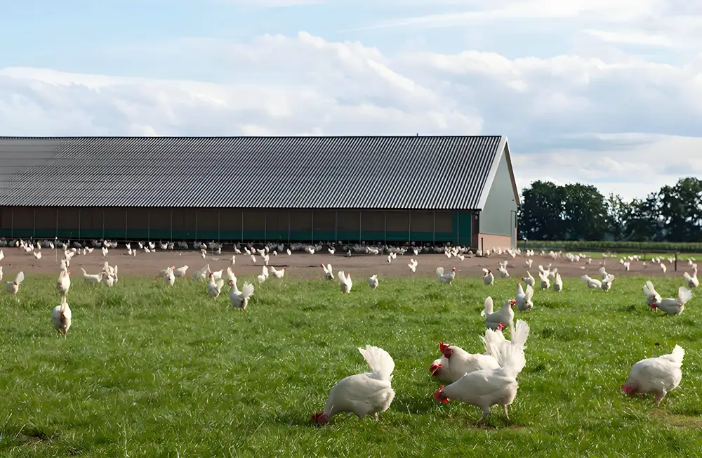 clean energy agriculture